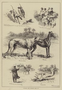 Coursing, the Gosforth Gold Cup